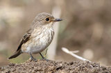 Сива мухоловка (Muscicapa striata) ; comments:9