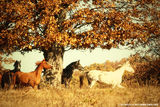 Autumn Horses II ; comments:1