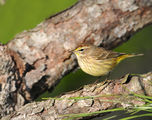 http://en.wikipedia.org/wiki/Palm_Warbler ; Коментари:17