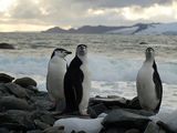 antarctic penguins ; comments:35