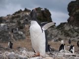 Papua penguin ; comments:5