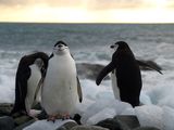 antarctic penguins 2 ; Comments:5