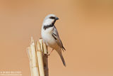 Пустинно врабче (Passer simplex) Desert sparrow ; comments:27