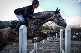състезание по конен спорт - Бургас (03.03.2012) ; comments:1