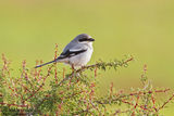 Южна Сива Сврачка (Lanius excubitor algeriensis) ; comments:14