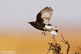 White-crowned Black Wheatear (Oenanthe leucopyga) ; Коментари:12