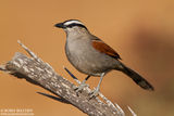 Black-crowned Tchagra (Tchagra senegala) ; comments:17