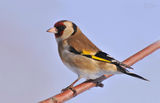 Щиглец(Carduelis carduelis) ; comments:13