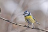 Син синигер (Cyanistes caeruleus) ; comments:16