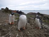Papua penguins ; comments:12