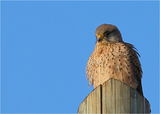 Falco tinnunculus ; Коментари:11