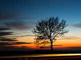 one tree and the sunset ; comments:8