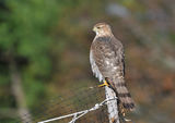 Accipiter cooperii ; comments:23
