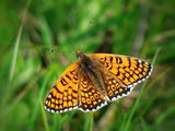 Еuphydryas aurinia ; comments:17