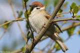 Полско врабче/Passer montanus - Възрастен ; comments:7