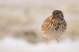 Сива овесарка(Emberiza calandra) ; comments:24