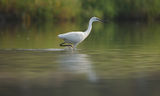 Малка бяла чапла (Egretta garzetta) ; comments:16