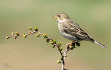 Сива овесарка (Emberiza calandra) ; comments:8