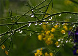 Разпиляване на дъжда ; comments:3
