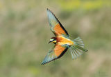 пчелояд (Merops apiaster) ; comments:9