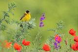 черноглава овесарка/Black-headed bunting/Emberiza melanocephala ; Коментари:61