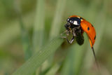 Ladybug ; comments:2