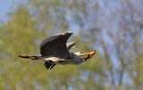 grey heron ; comments:18