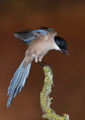 Azure-winged Magpie (Cyanopica cyanus) ; Comments:20