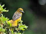 Baltimore Oriole (Icterus galbula) ; Коментари:15