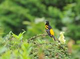 Baltimore Oriole (Icterus galbula) ; Коментари:8