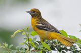 Baltimore Oriole ; Коментари:23