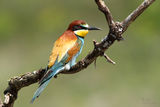 пчелояд (Merops apiaster) ; comments:13