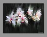 Орхидеи ; comments:6