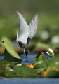 белобуза рибарка/Whiskered tern/Chlidonias hybrida ; comments:86