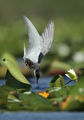 белобуза рибарка/Whiskered tern/Chlidonias hybrida ; Коментари:86