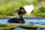 черноврат гмурец/Black-necked grebe/Podiceps nigricollis ; Коментари:37