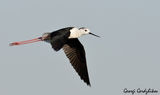 Кокилобегач (Himantopus himantopus) ; Коментари:3