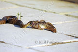 2012.06.09 река Дунав, село Попина- водна змия хваща риба / Danube Popina village-snake catching fish ; Comments:2