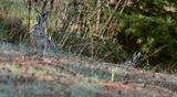 Див заек (Lepus europaeus) ; comments:5