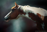 Horse Portrait ; Коментари:14