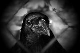 the crow ; comments:6