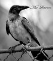 the Raven ; Comments:1