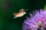 Hummingbird Hawk-moth? ; comments:7