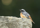 Градинска червеноопашка (Phoenicurus phoenicurus ) ; No comments