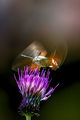 Hummingbird Hawk-moth 2 ; comments:5