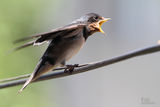 Селската лястовица (Hirundo rustica) ; Коментари:3