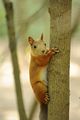 Red squirrel ; comments:10
