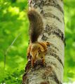 Red squirrel ; Коментари:16