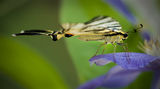 Лястовича опашка (Iphiclides podalirius) ; comments:1