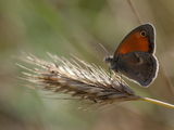 Slmall Heath (Coenonympha pamphilus) ; comments:4